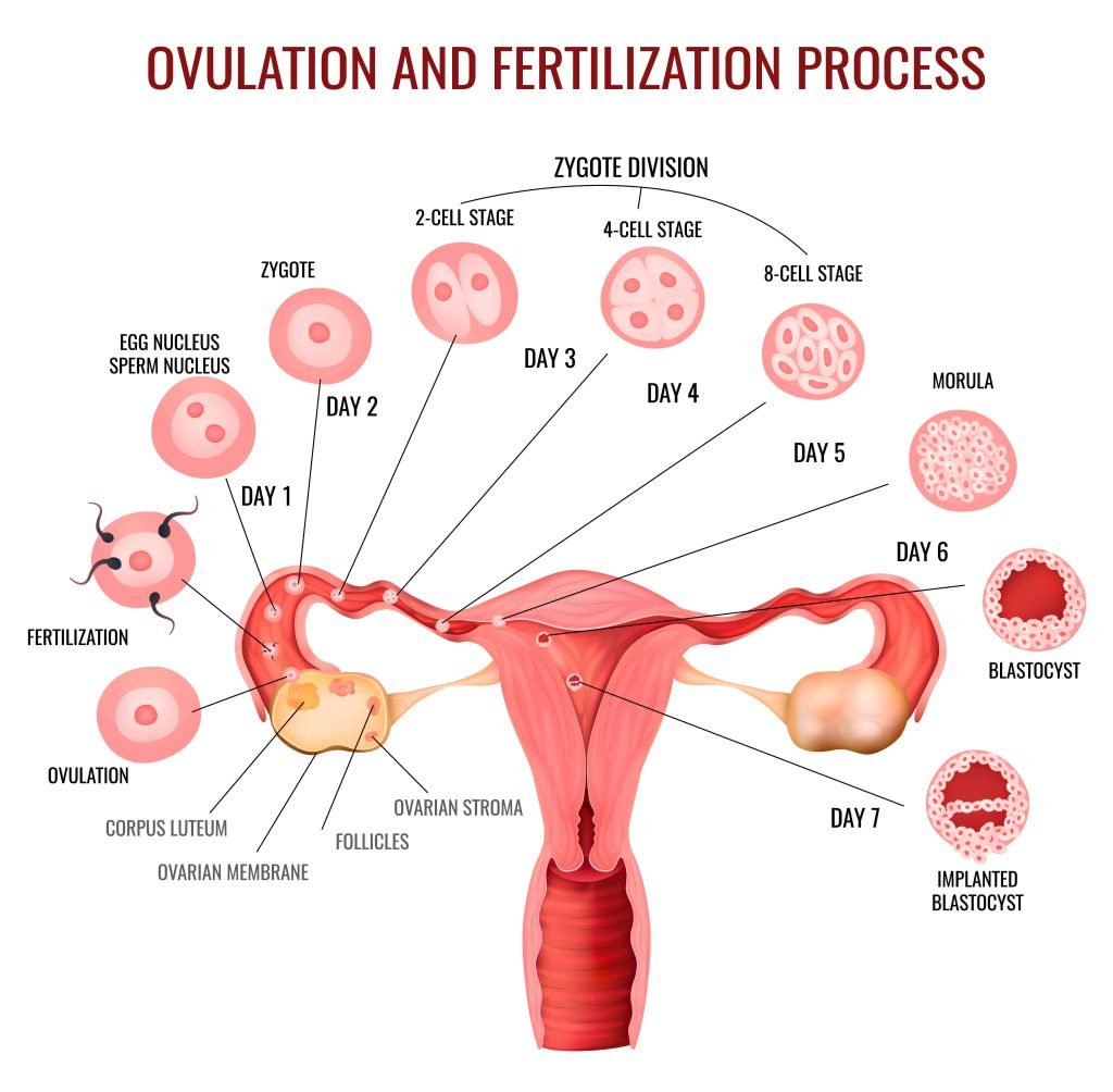 Ovulation-Study